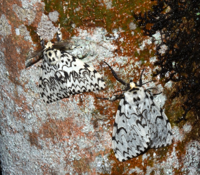 Lymantria monacha